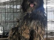Pumba muß aus Rumänien raus - Blankenheim (Nordrhein-Westfalen)