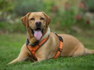 MR. SAM - bildhübscher Labrador-Bub - Betzenstein