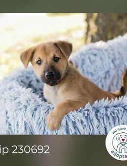 Chip 230692: Hundekind sucht ein Zuhause - Kirchzell