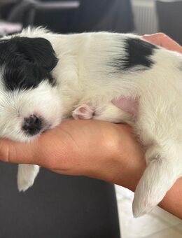 Reinrassige Havaneser Welpen - Gomaringen