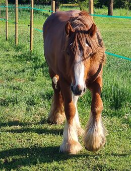 Irish Cob/ Tinker Hengst - Neuhaus-Schierschnitz