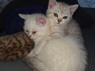 2 BKH Babykatzen - Grünberg