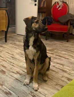 ⚡ Sanfter Pechvogel Thor sucht Glück ⚡ - Eislingen (Fils)