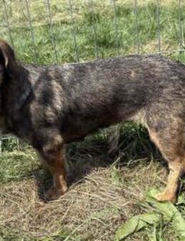 Leila - sanft und verschmust - Westerholt