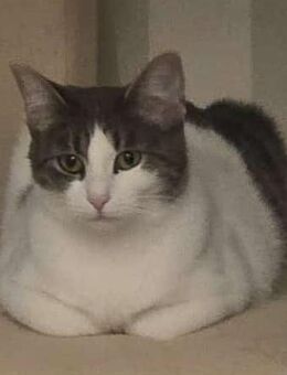 Twinkie und Lucy - Mutter-Tochter-Gespann sucht Familie - Elmshorn