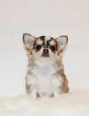 Reinrassige Chihuahua Welpen mit Ahnentafel in 06366
