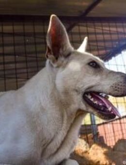 Kefir möchte glücklich werden - Nordwalde