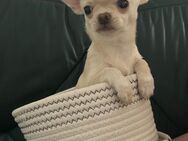 Chihuahua Junge - Rostock