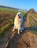 Pyrenäenberghund in 29451