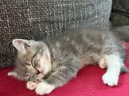 Reinrassige Ragdoll kitten 3x Jungen 2x Mädchen - Berlin