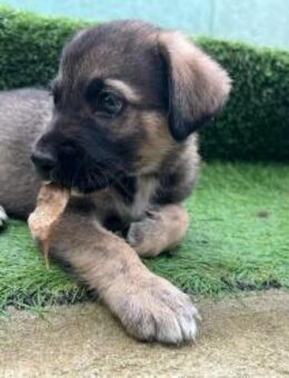 TOY - Welpenjunge sucht sein Glück - München