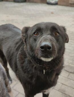 Raven - unkomplizierter Seniorenhund - Dreikirchen