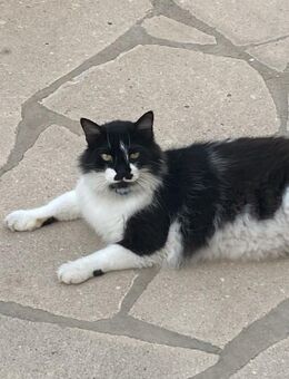 Rudolph 🐾 möchte mit dir kuscheln - Kirchheim (München)