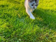 Niedliche Babykatze, weiblich sucht neues zu Hause - Naunhof