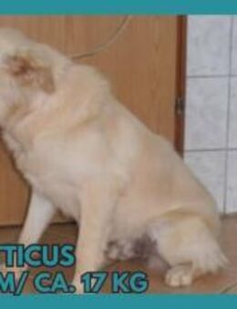 Mischlingsrüde Atticus - Margetshöchheim