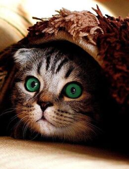 Home sweet Home - Doppelhaushälfte mit Charme in Castrop Rauxel - Castrop-Rauxel