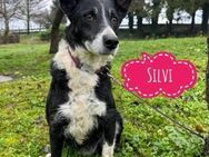 Silvi eine Seele vom Hund - Mannheim