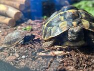 2 junge Griechische Landschildkröten - Moosinning