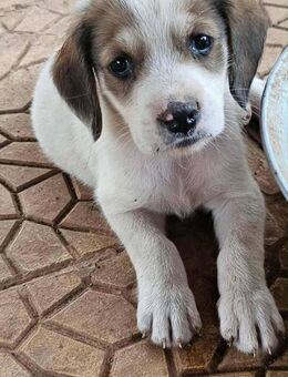 Yannis - Zuhause gesucht! - Alfeld (Leine)
