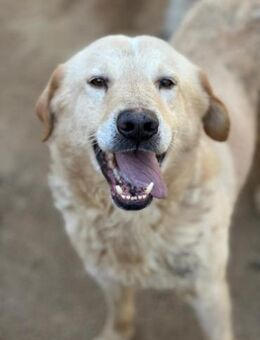 ANGELO - willensstark & liebesbedürftig - Dänischenhagen