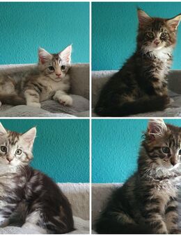 Maine-Coon Kitten reinrassig 3 Jungs & 1 Mädchen noch frei - Pirna