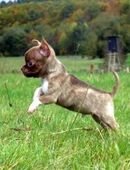 Auszugsbereit 1 süßer typvoller Chihuahua Rüde Welpe KH in Sonderfarben Brindle in 63599