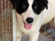 Onyx - Herzensmenschen gesucht - Kirchlengern