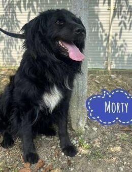 Morty ein Friendly-Dog - Flörsheim-Dalsheim