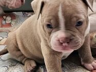 American bully welpen mit Papieren - Eisleben (Lutherstadt)