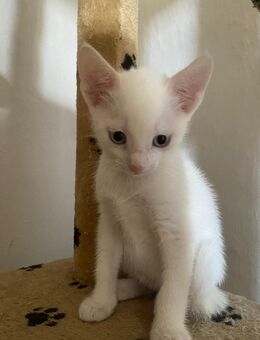 Zuckersüße Türkisch Angora Mix Kitten abzugeben - Altengottern