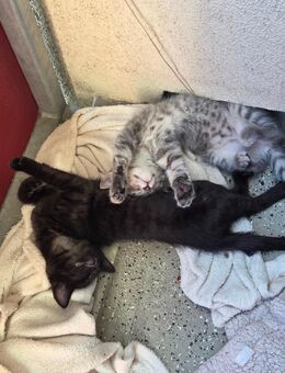 Kitten - Hannover Ahlem-Badenstedt-Davemstedt