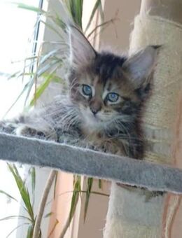 Nur noch 1 xxl maine coon kitten weibchen - Bad Kissingen