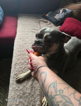 Französische Bulldogge - Kyritz