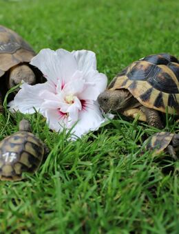 Griechische Landschildkröten, aus eigener Nachzucht 2024 - Neuhardenberg