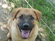 Tux - sucht seine Familie - Kallmünz