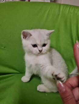 Reinrassige bkh silver shaded/point Kitten suchen ihr liebevolles Zuhause - Grevenbroich