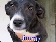 JIMMY ❤ sucht Zuhause oder Pflegestelle - Langenhagen