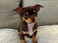 Chihuahua Welpe (m.) sucht liebevolles Zuhause - Berlin