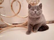 süße britisch Kurzhaar Kätzchen blau/fawn Farben absofort abgabebereit 15 Juni! - Kaufbeuren