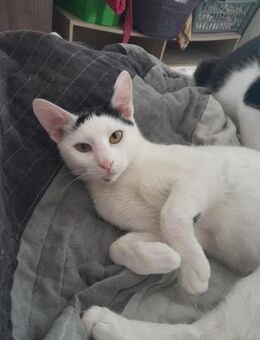 Benny aus dem Tierschutz - Grevenbroich