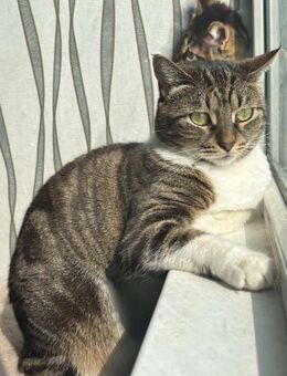 🐱Sanfte Katze Babe🐱 - Eislingen (Fils)