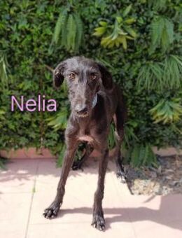 Nelia jung und dynamisch 2/25 ESP - Ruppertsecken