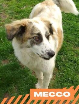 Mecco - bildschöner Wuschel - Berlin