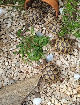Griechische Landschildkröten, NZ 2023, THB, inkl. Cites - Velen