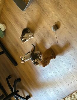 Kitten/Katerchen - Weimar