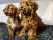 Cavapoo F1 Welpen - Heek