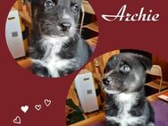 Archie - Köln