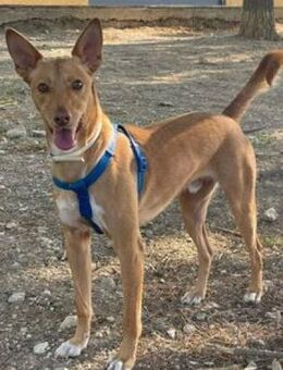 Willy wünscht sich ein Zuhause - Niedereschach