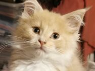 Süßer Maine Coon Ragdoll Mix sucht noch Personal - Pinneberg