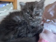 Bkh perser mix babykatzen - Lichtenfels Zentrum